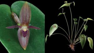 New Central American orchids emphasise importance of conservation