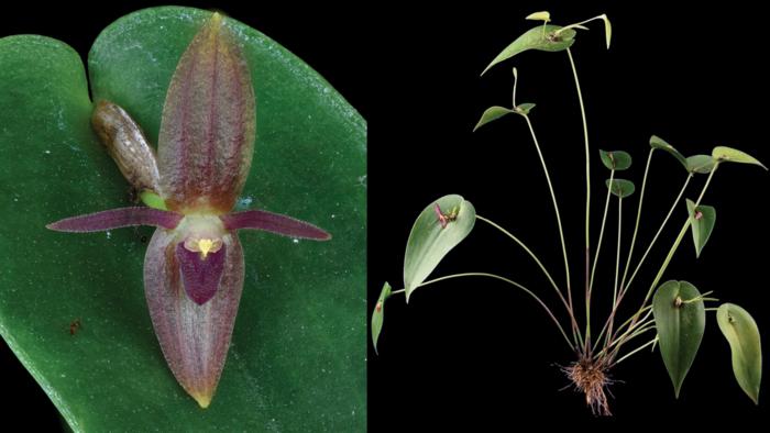 New Central American orchids emphasise importance of conservation