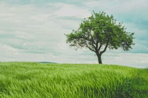 Is this our ‘last chance’ to establish nature markets governance?