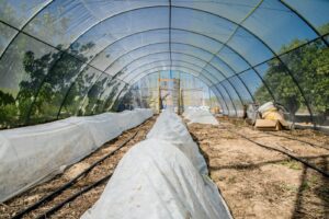 New nanotechnology boosts crop yield by 200%