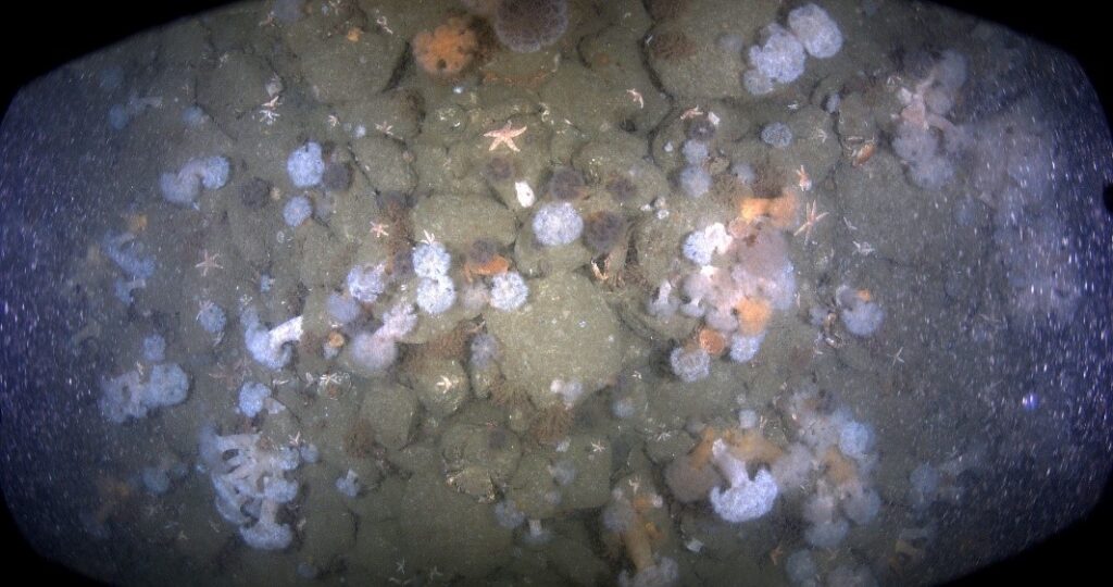 World’s first remote offshore ecology survey aligns renewables and biodiversity