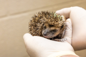 Revealed: UK animals most in need of human help this summer