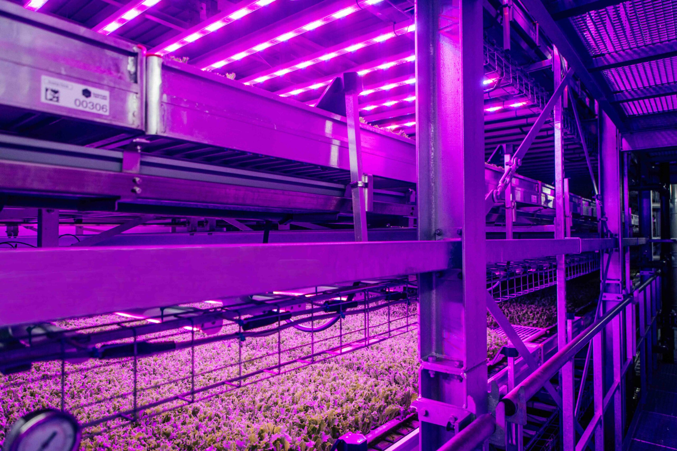 Politicians must support vertical farming or risk UK food security