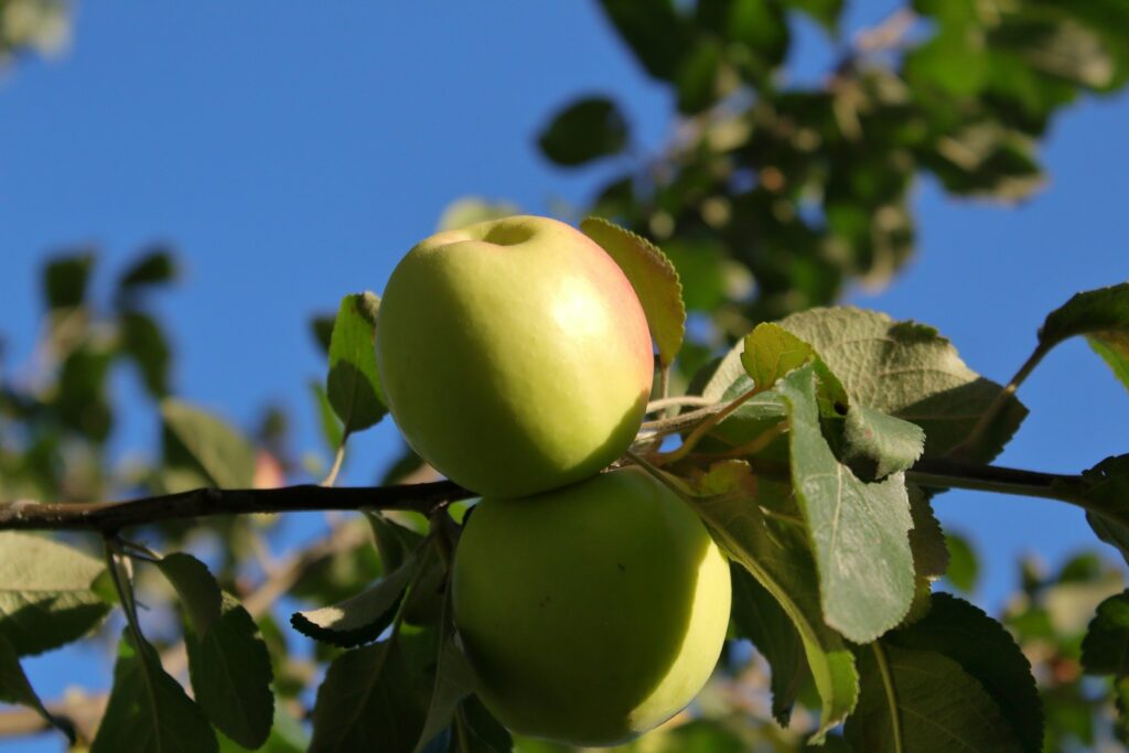 Christmas come early? Waitrose claims autumn has already begun