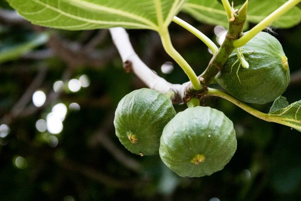 Fig trees offer highly effective and efficient inorganic carbon storage