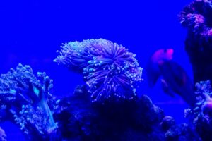 Our seas are dying, so why are laws preventing marine restoration?