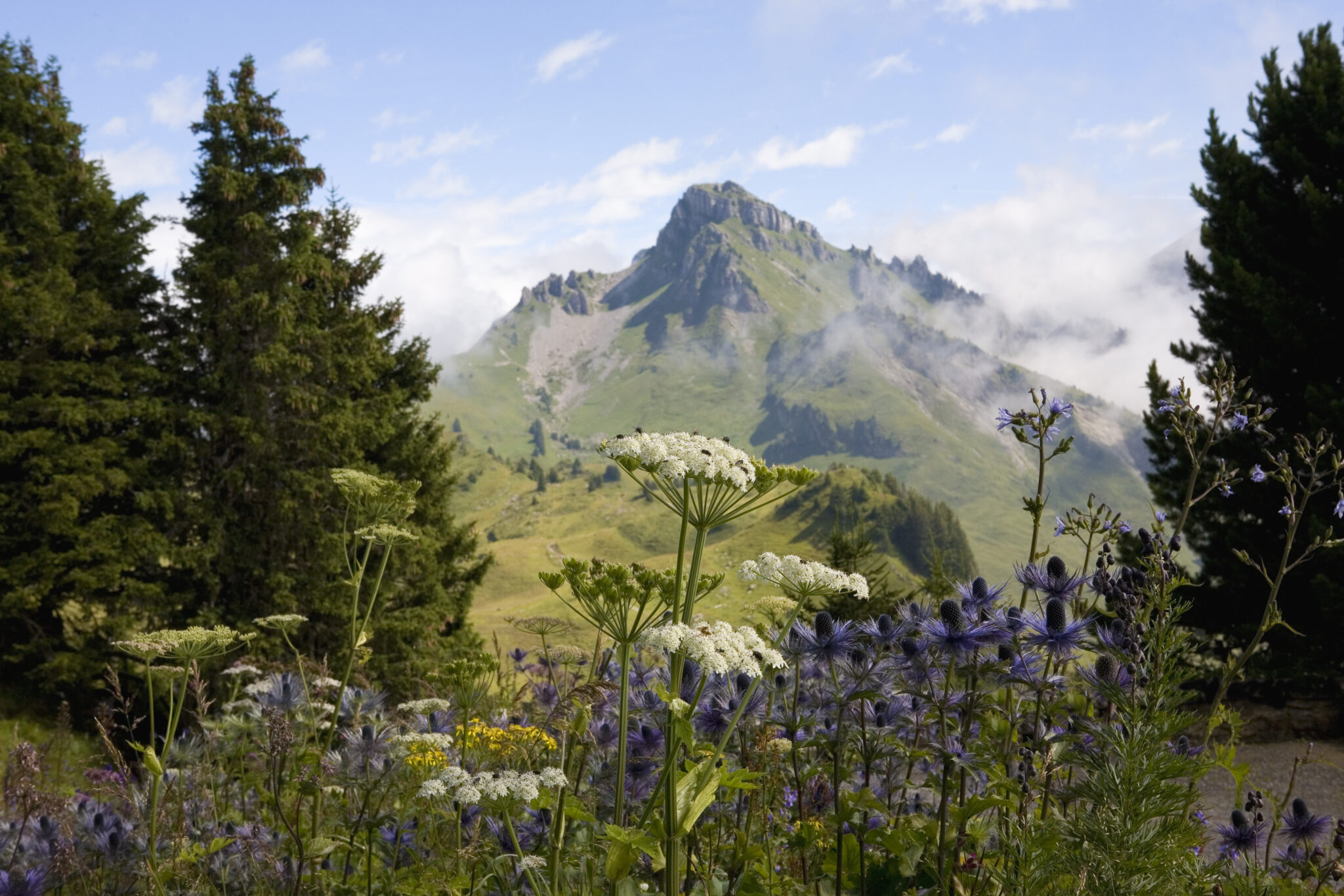 Mountain herb based textile ‘DNA verification’ is closing recycling credibility gap