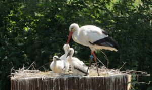 Barking & Dagenham bring rare birds back to London after 600 years