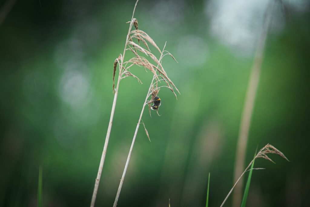 Biodiversity is at risk the more you mow the lawn