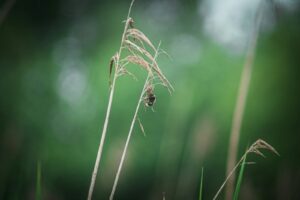 brown and black insect on brown plant stem