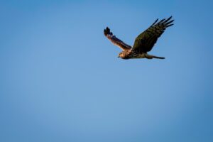 York Court rules England’s first ever prosecution of raptor bird persecution