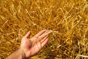 £1.34m for low carbon fertiliser development to help UK cereal farmers
