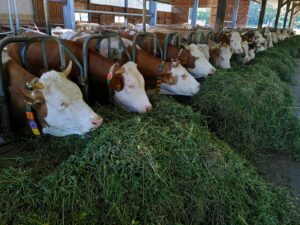white and brown cow on green grass during daytime