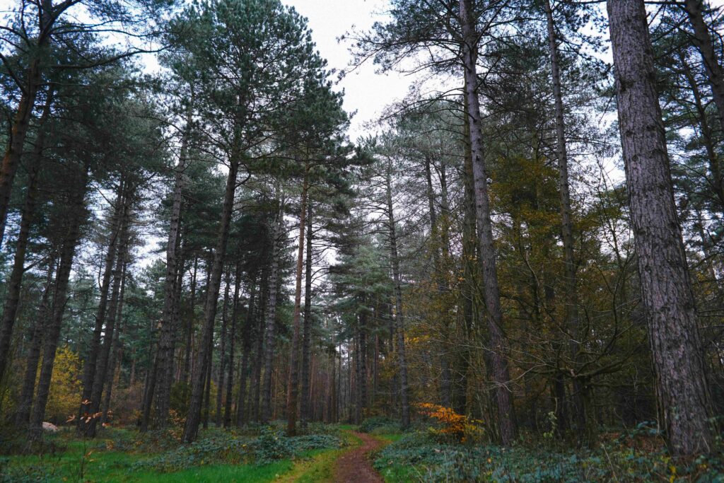 UK Space Agency backs AI tool for woodland carbon tracking