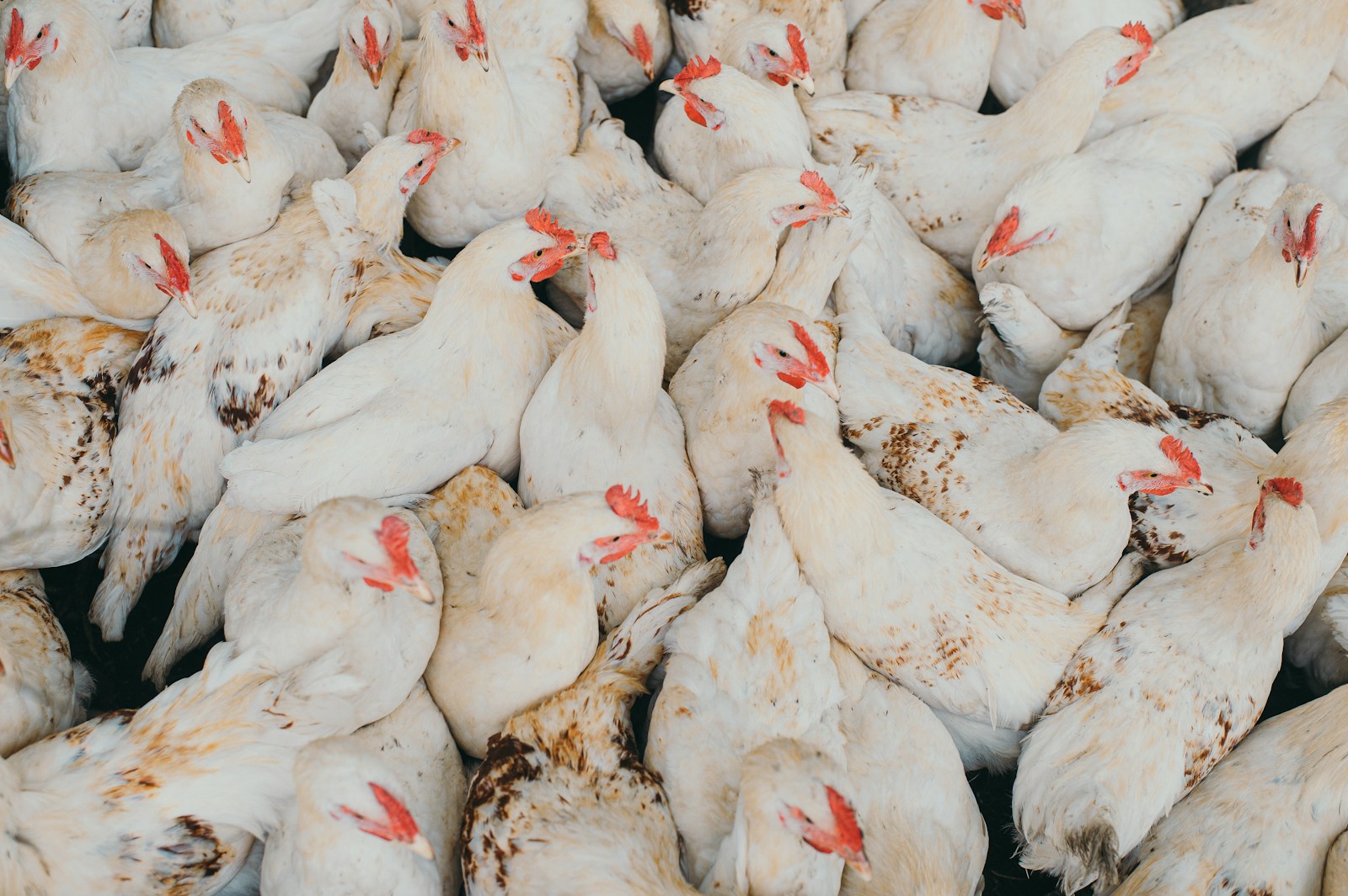 Nobody knows how many chickens are farmed in Britain (and it matters)