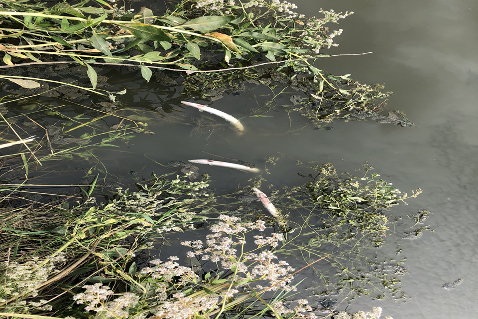 Southern Water pleads guilty to polluting Kent coastline