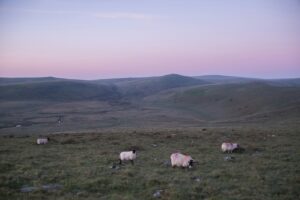 a herd of sheep grazing on a lush green hillside