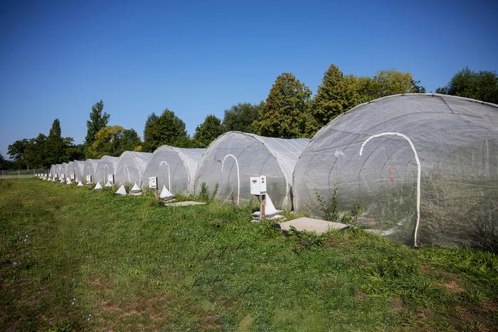 Artificial light at night disrupts riverbank food webs