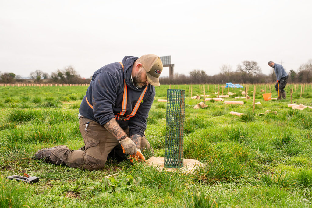 Woodland project could shape future tree-planting across the UK