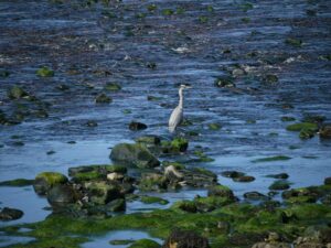 a white bird is standing on some rocks in the water