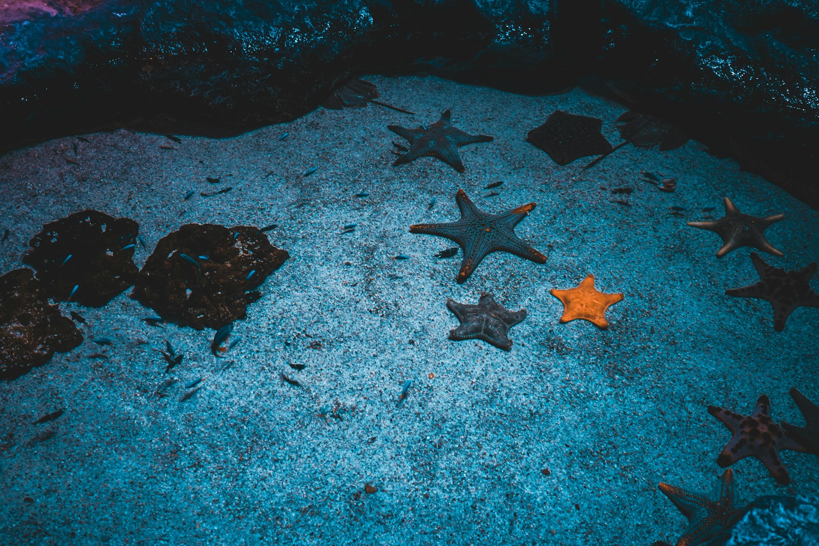 Ban trawling to double chances of marine life recovery
