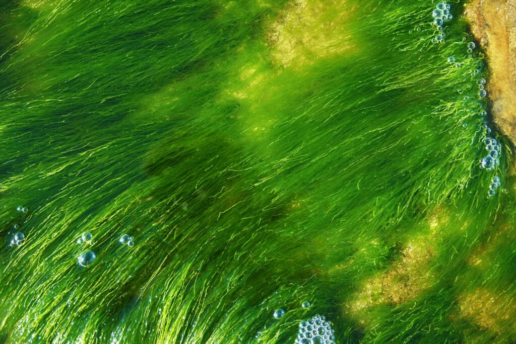 Quick question: what’s blue-green algae and how can it kill dogs?