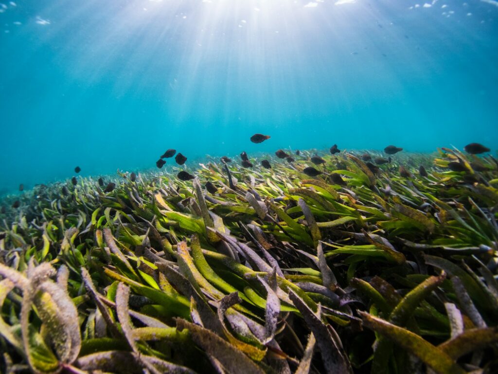 Fertiliser runoff is stripping life from Britain’s underwater meadows