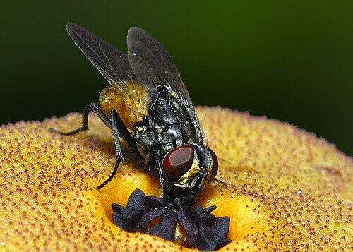EU policies are failing pollinators, scientists warn