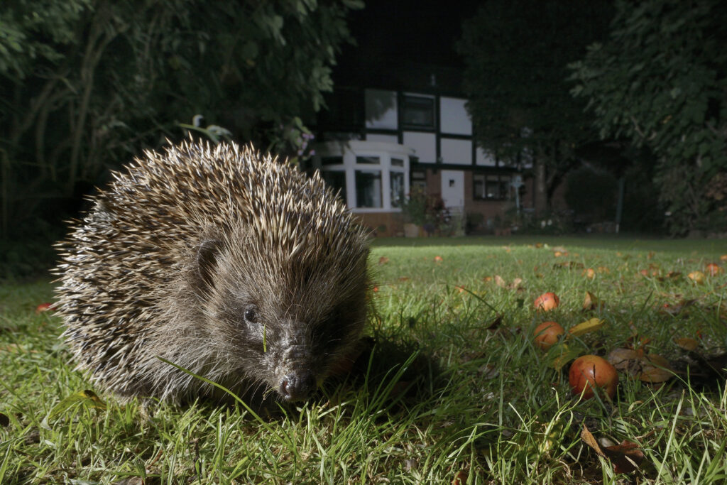 Public invited to pick wildlife stars for new generation of banknotes