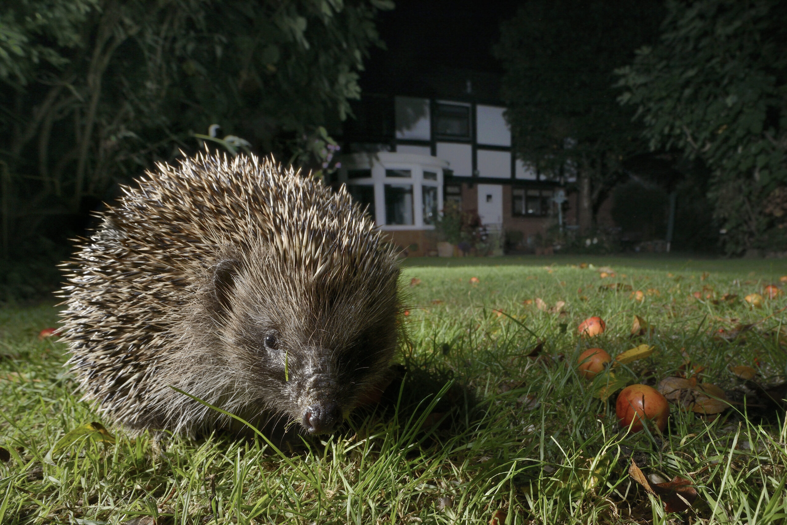 Public invited to pick wildlife stars for new generation of banknotes
