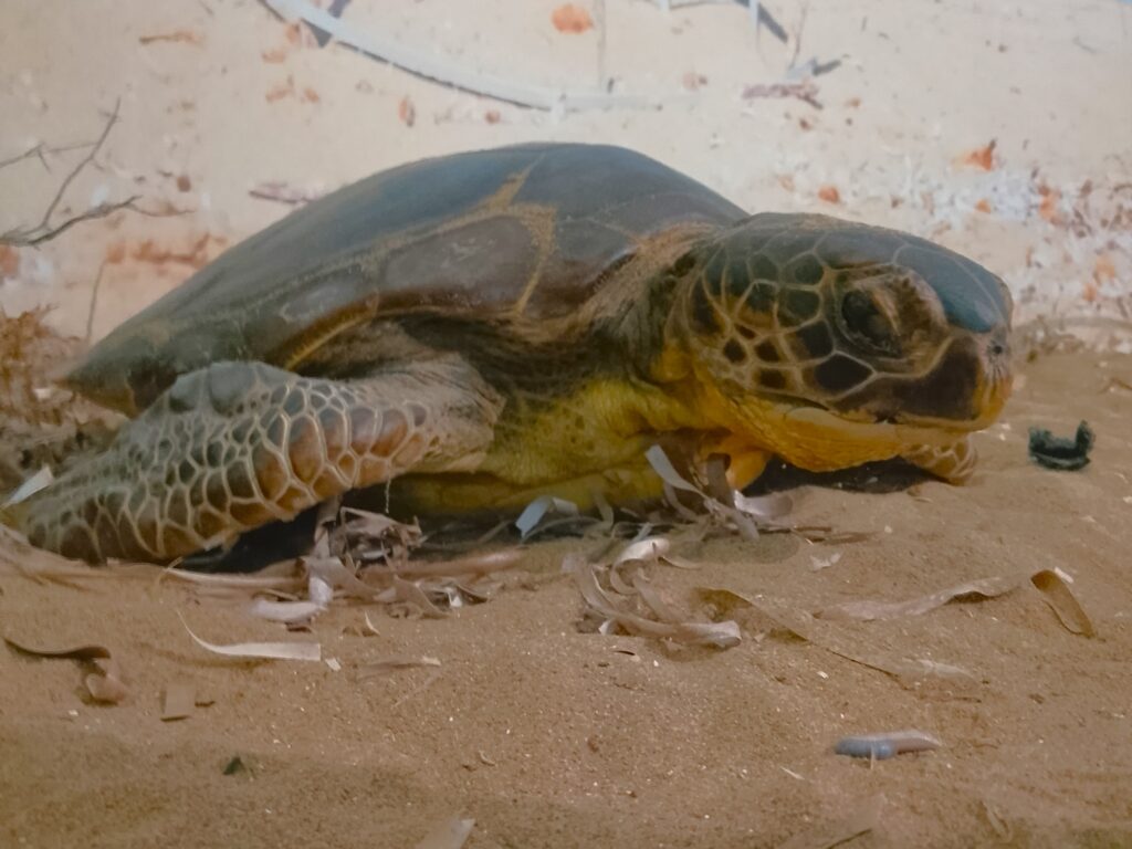 Can conservation be too effective? Lessons from the real world.