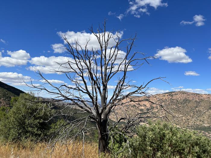 Scientists surprised as climate change hits temperate species hardest