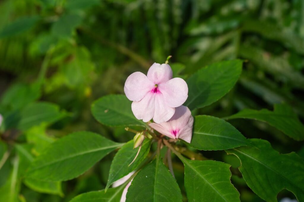 Flower goes on sale at Eden Project to protect Seychelles wildlife