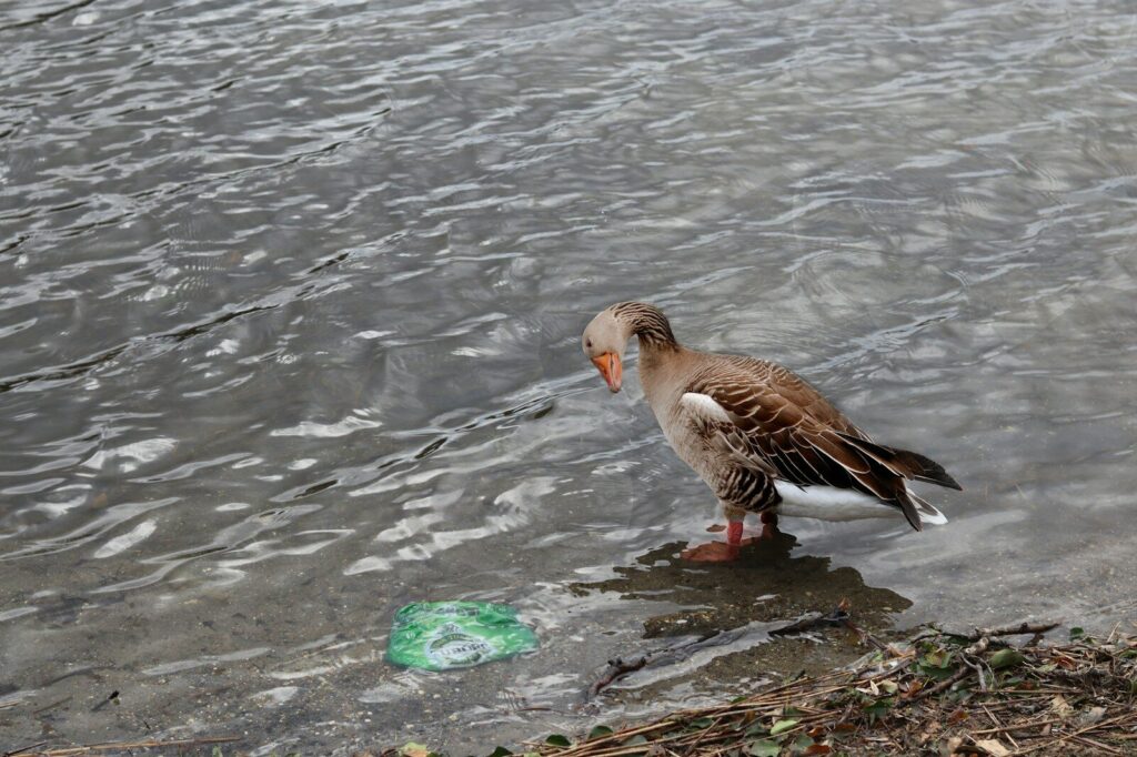 Most Britons worry about the impact of rubbish on animals