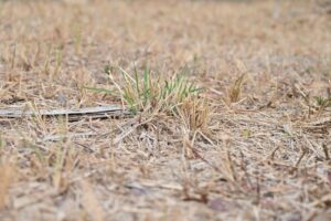 A close-up of dry grass and sparse green sprouts, depicting drought effects.