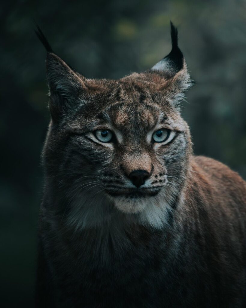 Endangered Species Act’s ‘harm’ rule: What the change means for wildlife