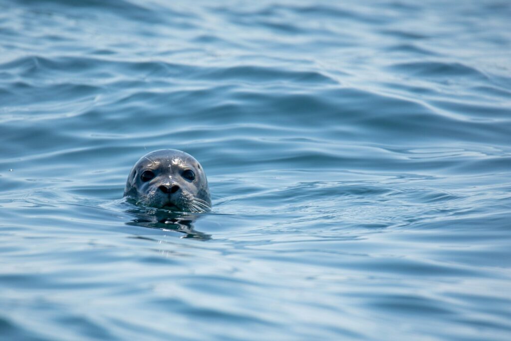 Legal coalition of 11 environmental organisations targets destructive European fisheries