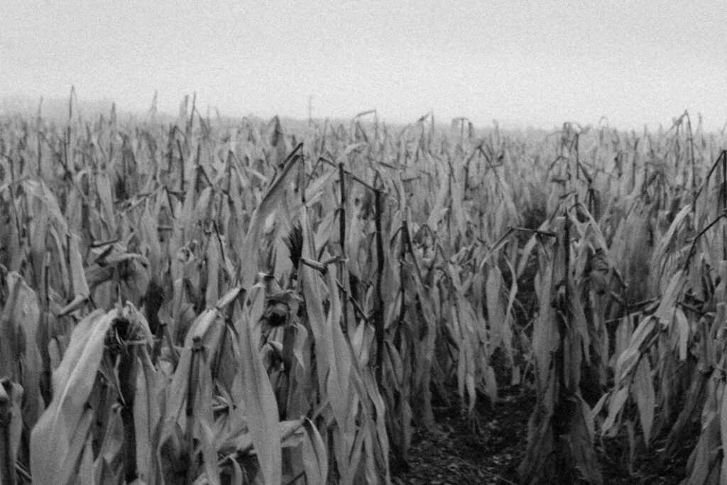 The cost of June’s heatwave? €2bn wiped off European grain harvest