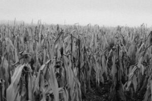 a black and white photo of a corn field