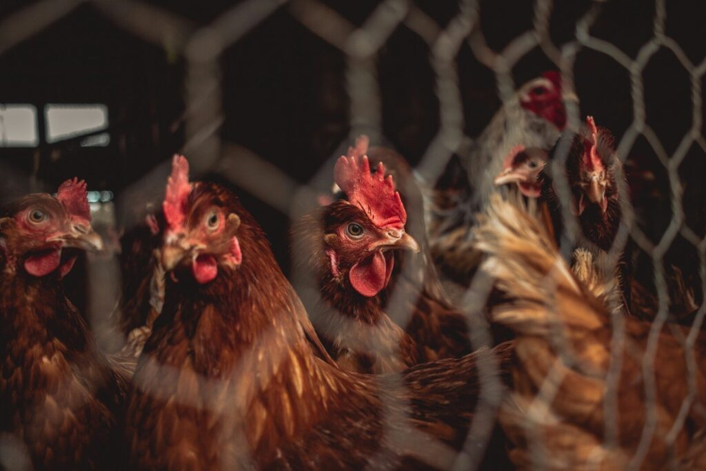 Food labelling says little about quality or livestock welfare