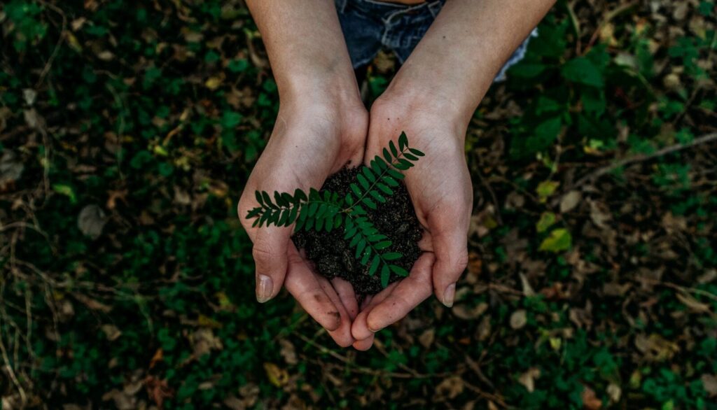 £260m for next phase of Trees for Climate programme