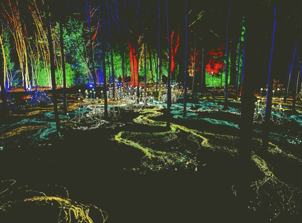 Earth’s mycorrhizal fungal network is unravelling as grasslands disappear