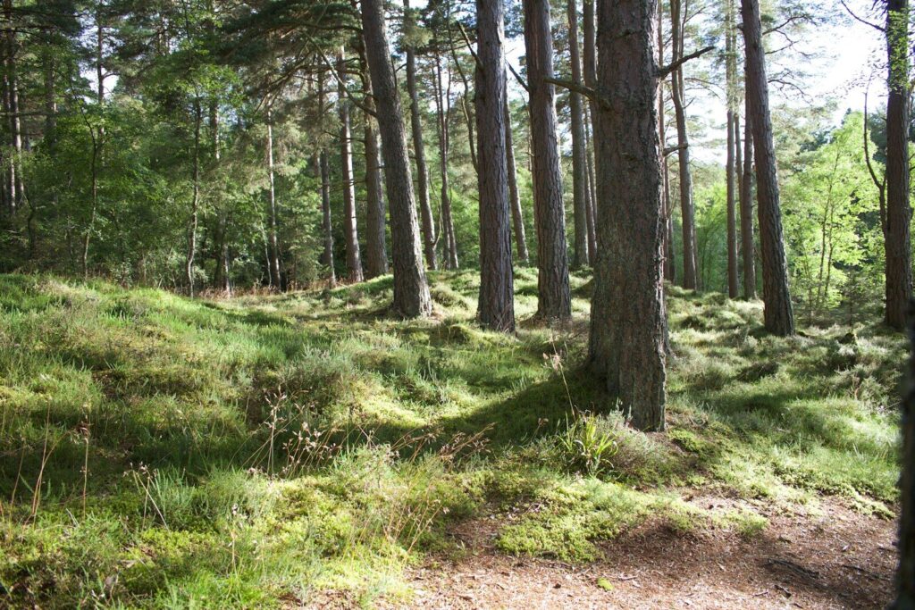 56m years ago, forests collapsed in the heat. Could it happen again?