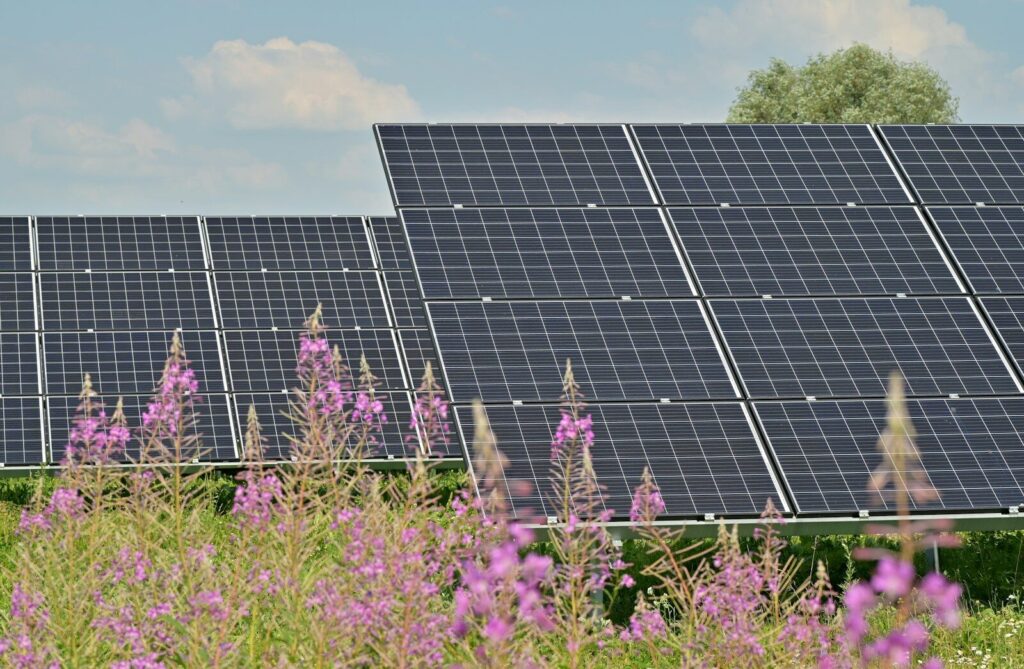Solar farm delivers 41% boost to biodiversity, 12-year study finds