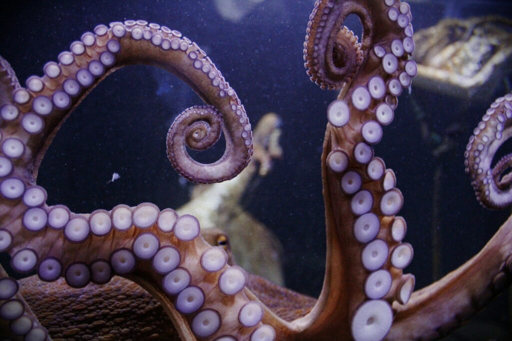 GOV.UK launches new page for reporting South West England octopus bloom
