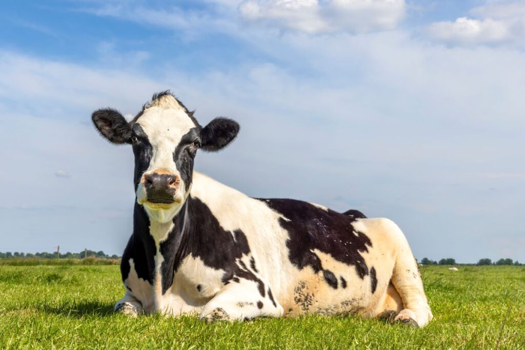 Beef and dairy responsible for 41% of farmland’s biodiversity damage