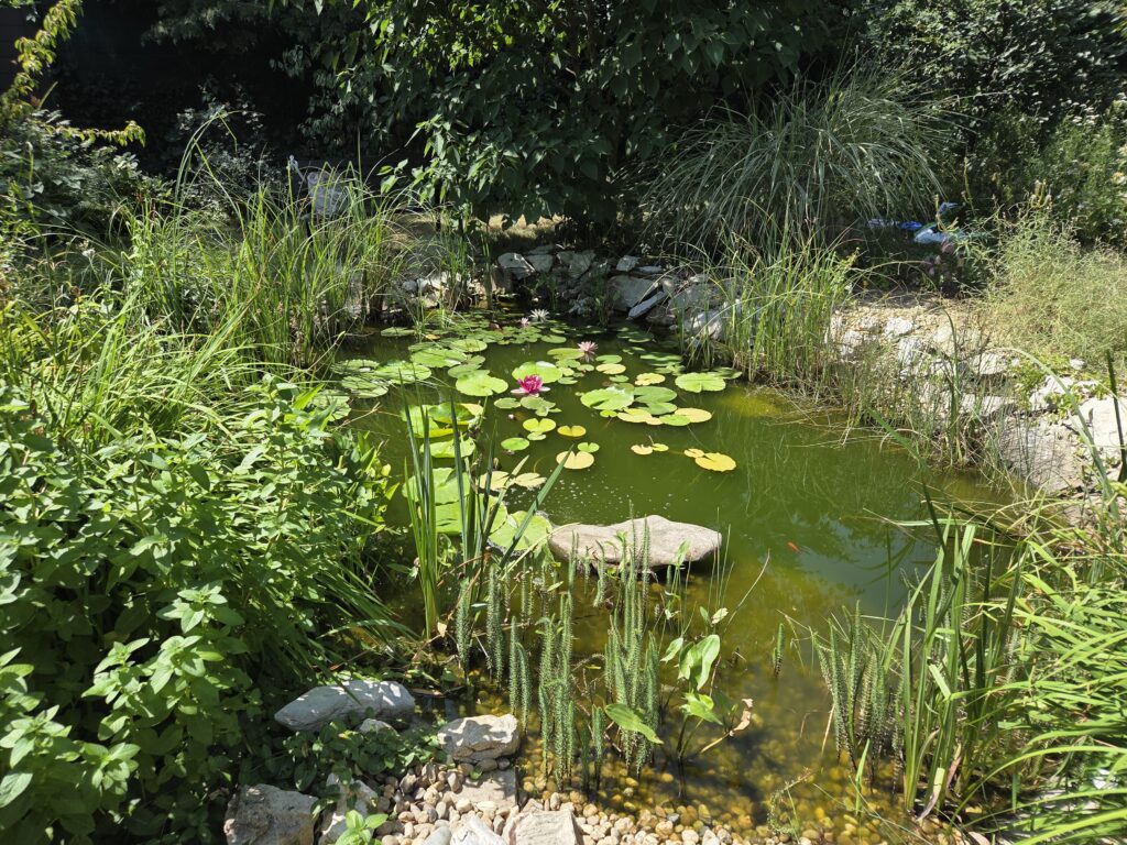 The secret, biodiverse life of the garden pond