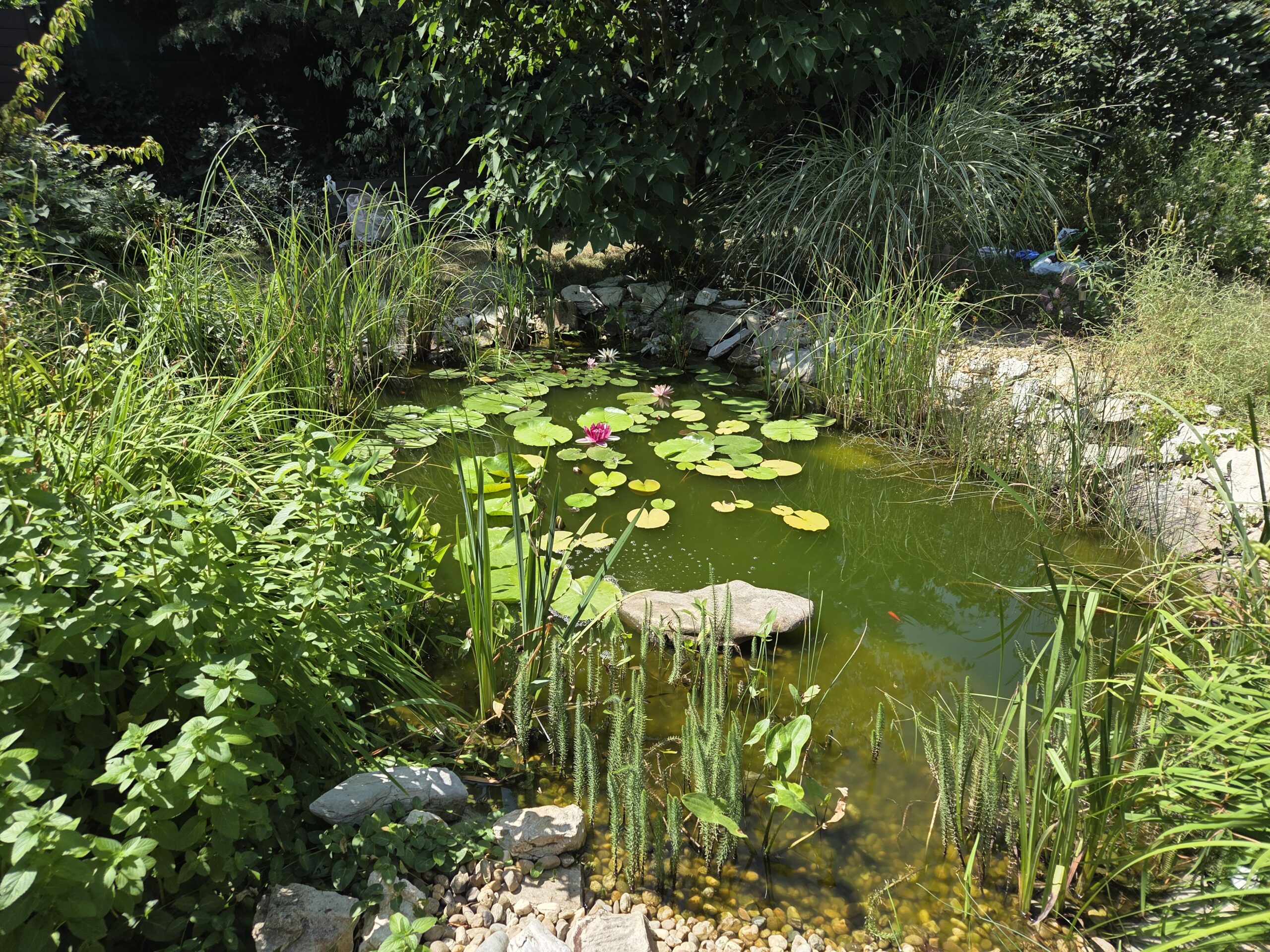 The secret, biodiverse life of the garden pond