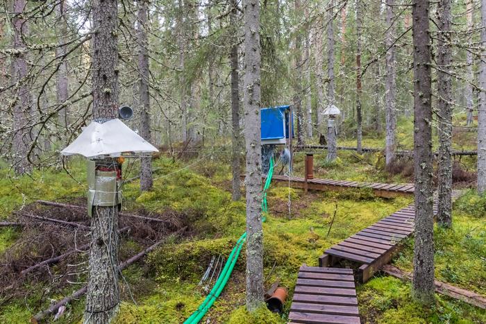 Europe’s forests are losing their ability to recover from climate shocks
