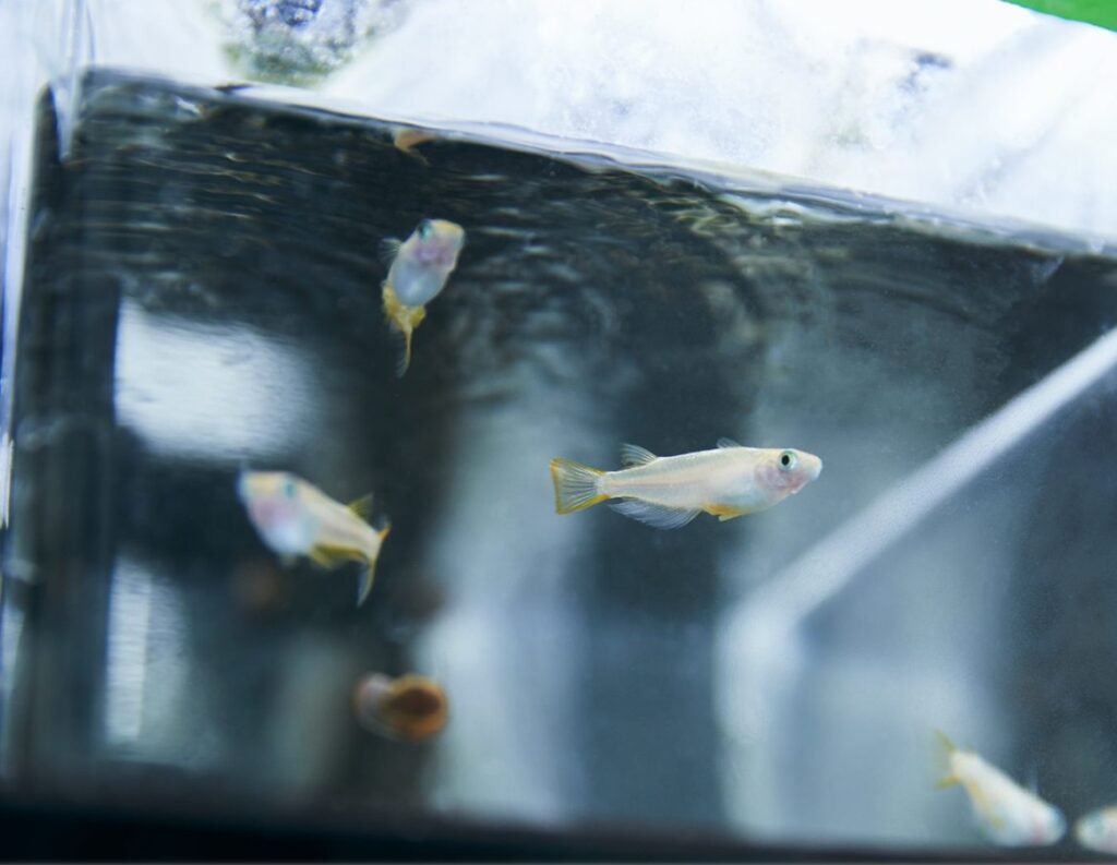 Fish affected by antidepressant pollution at surprisingly low levels